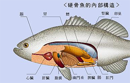 魚類的構(gòu)造.png